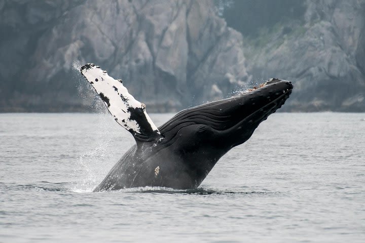 Juneau Wildlife Whale Watching & Mendenhall Glacier image