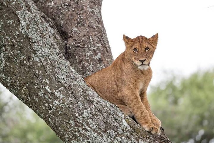 Tanzania Luxury Safari image