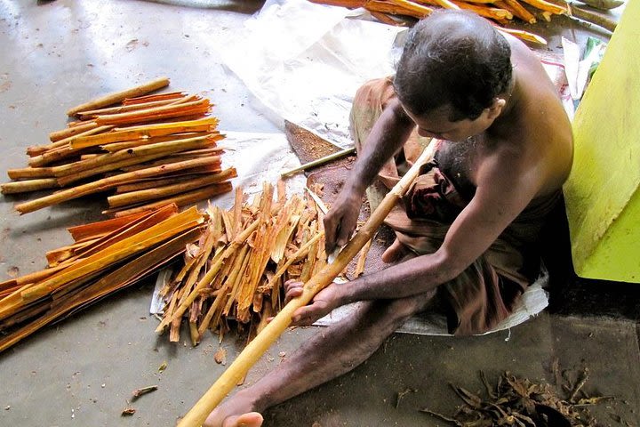 Bentota Village tour | Boat Ride | Cooking Demonstration & Lunch | Turtles  image