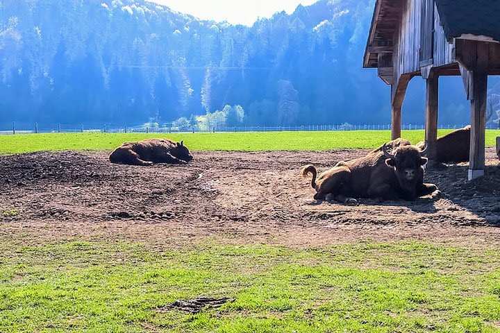 Day trip from Brasov: Bison reserve & traditional lunch image