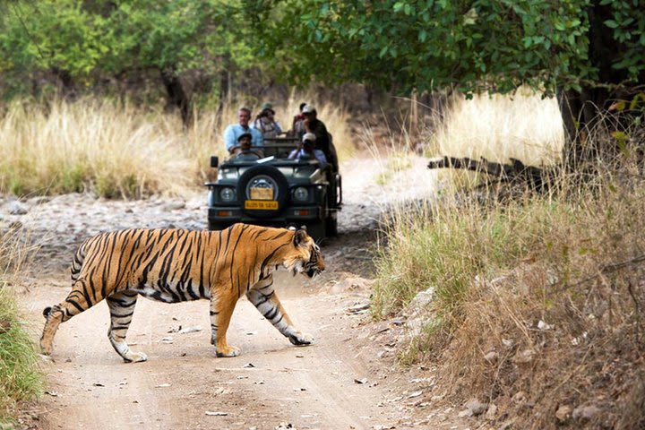 5 Days Golden Triangle Tour with Ranthambore Tiger Safari image