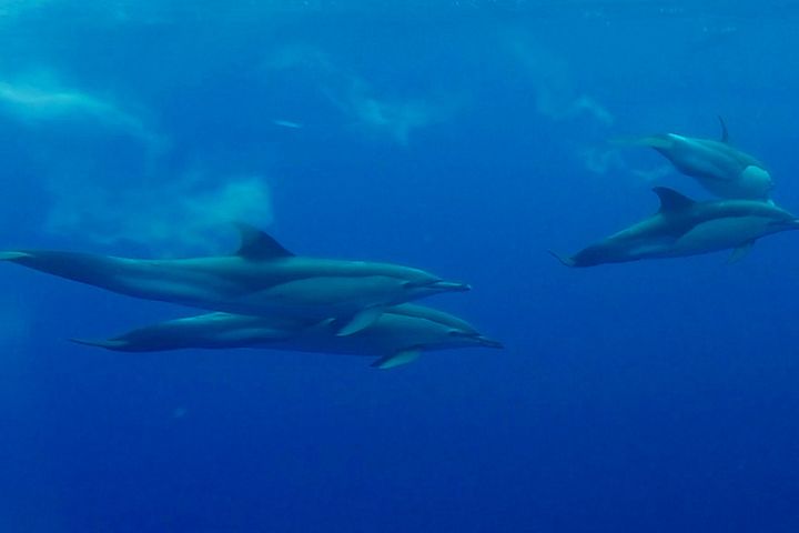 Lajes de Pico: Swimming with Wild Dolphins image