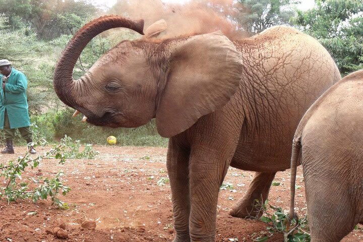 Private Half-Day Wildlife observation Tour from Nairobi with lunch  image