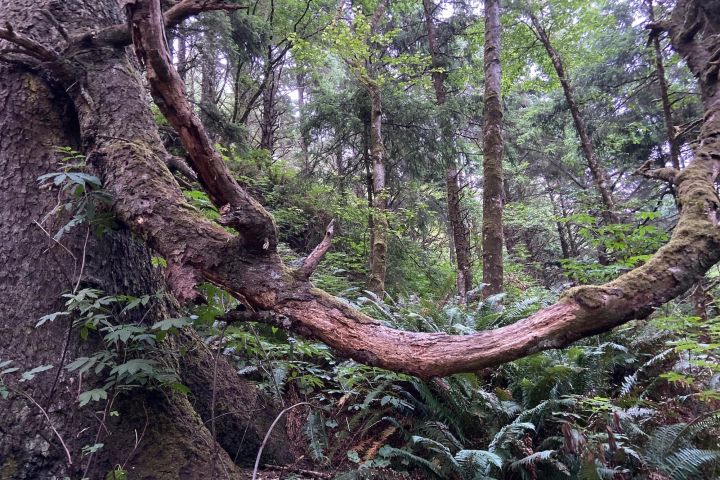 Cannon Beach Hiking Tour image