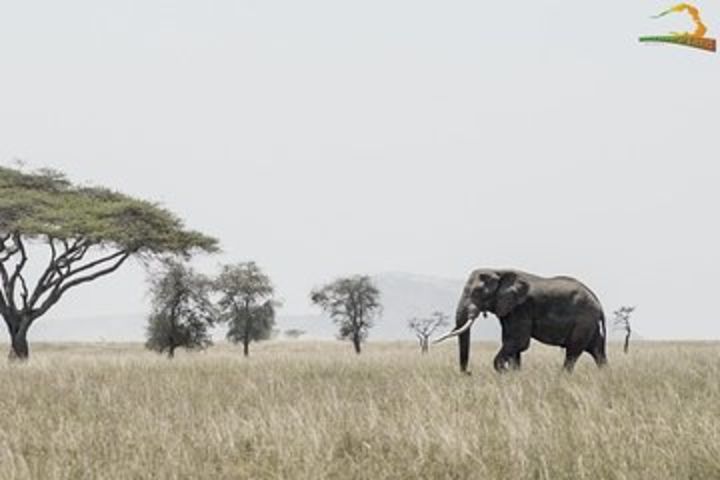 2 Day Serengeti Safari Experience from Mwanza image