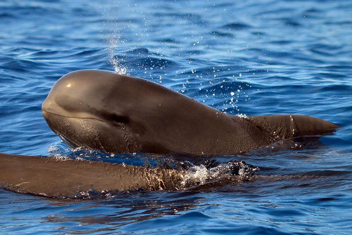 Whale Watching Eco-Adventure from Costa Adeje  image