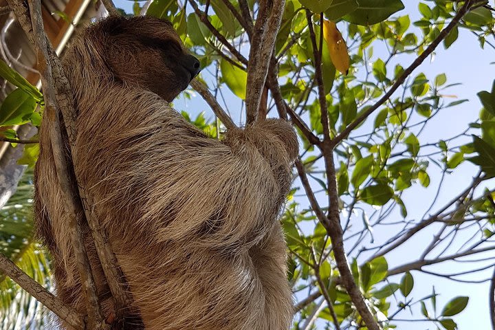 Roatan Shore Excursion: Monkeys, Sloths, and Snorkel Adventure image