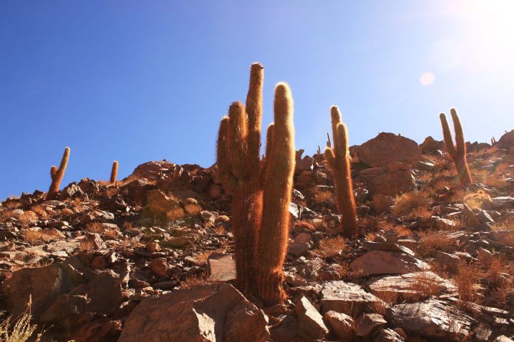 Hidden Waterfall Trekking in San Pedro de Atacama image