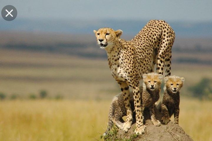  De Wildt Cheetah and Wildlife Centre Private Safari (Private)  image