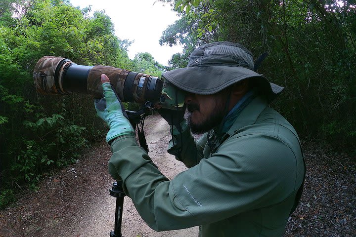 Mahahual and Costa Maya Birdwatching  image