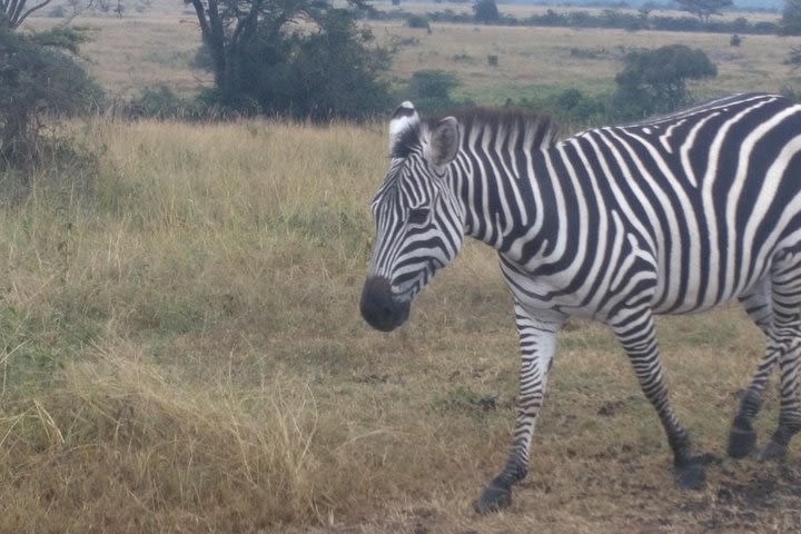 Lake Naivasha Guided Day Trip From Nairobi image