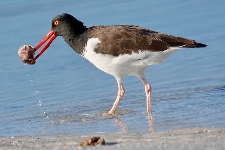 Half-Day Private Bird Tour of Fort De Soto Park in St. Petersburg image