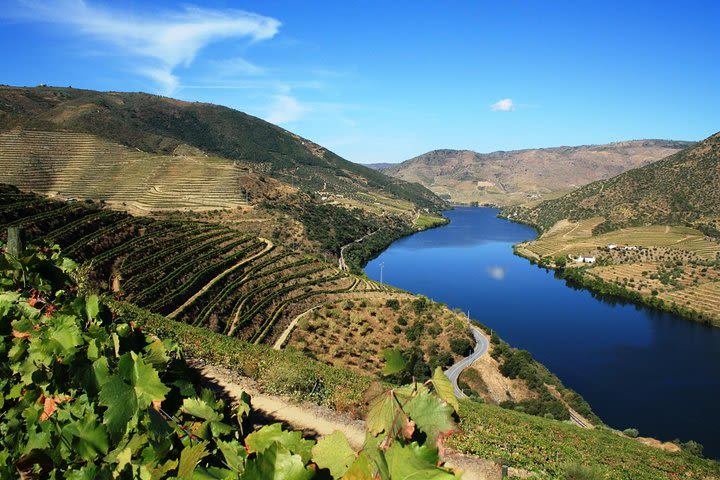 Private Douro Valley visit to three vineyards with Lunch from Porto image