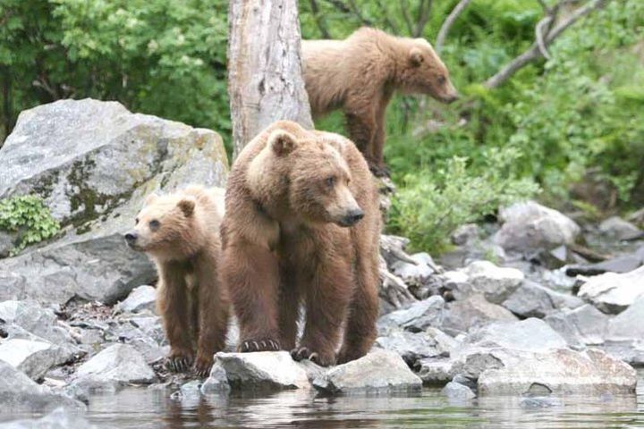 Alaska Bear Viewing Tour to Wolverine Creek from Soldotna, Alaska image