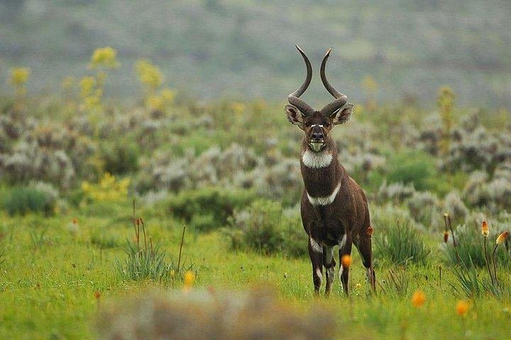 3 Days trekking at Bale Mountains image