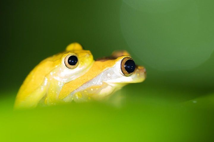 La Fortuna Ecocentro Danaus Night Tour image