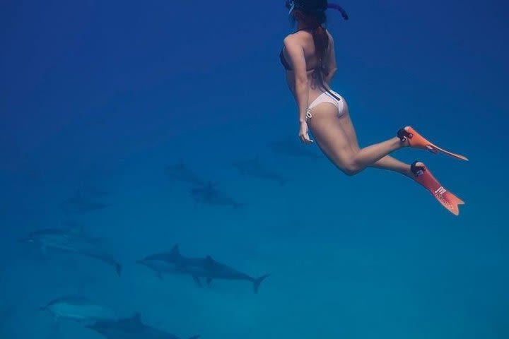 Dolphin House Snorkeling Sea Trip & Water Sports - Hurghada image