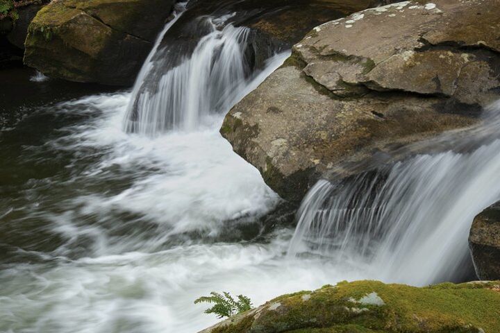 Full-Day Tour With Instruction in Summer Wildflower & Waterfall Photography image