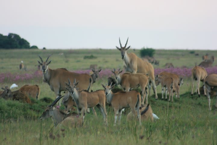 Rietvlei Nature Reserve half-day tour from Pretoria, every TUESDAY image