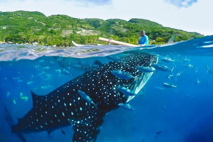 Oslob Whaleshark with Aguinid Waterfalls image