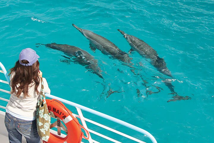 Oahu Wild Dolphin Watching Cruise with BBQ Lunch  image