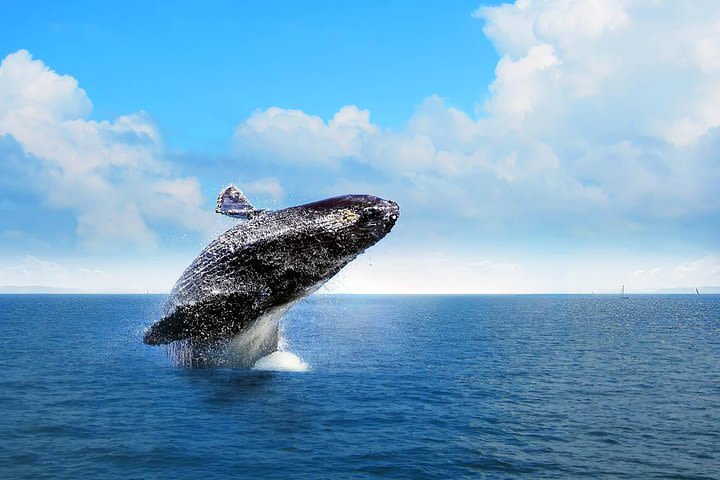 Bacardi Whales Whatching Experience-Day Trip image