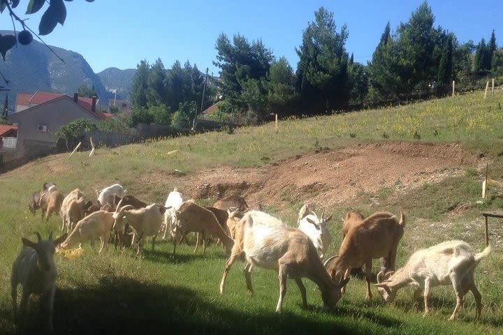 Organic Local Farm  image