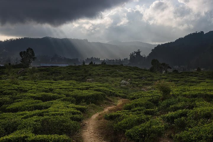 Cycling in Nuwara Eliya Tea Trails image