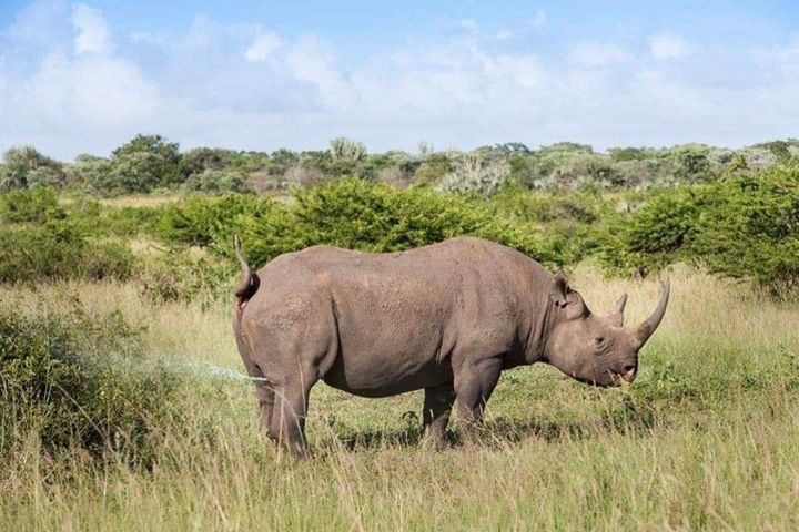 Migration safari in Kenya  image