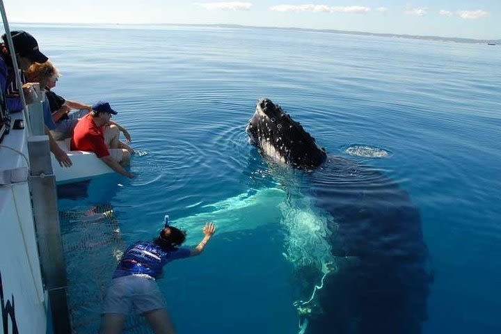 Samana & Whales from punta cana image