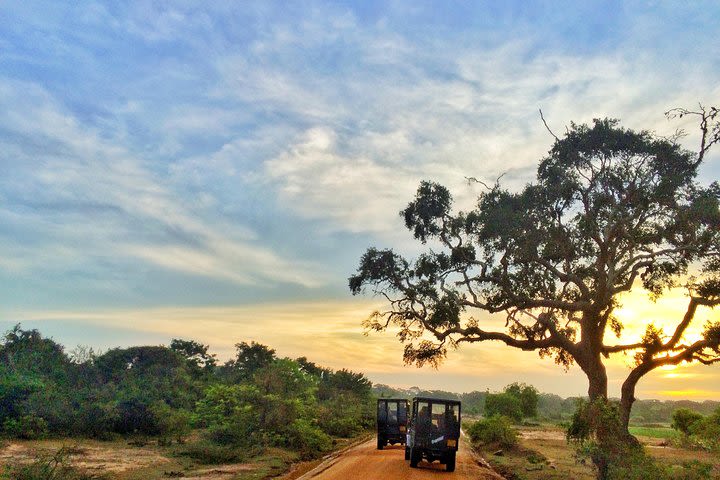 Private Tour: Bundala National Park Safari image