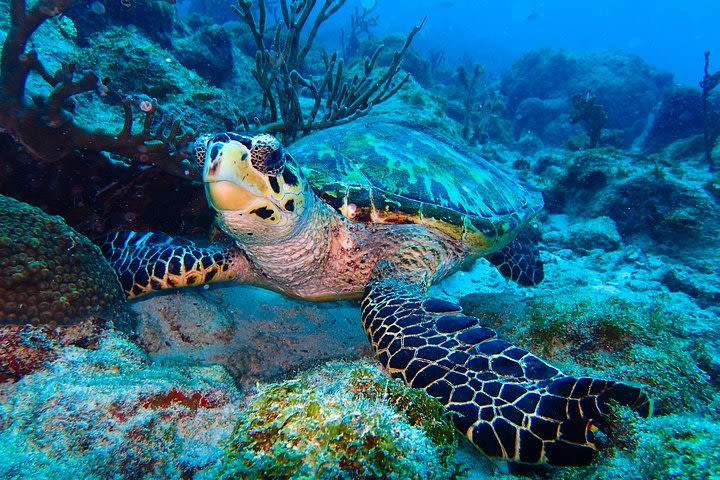 Red Sail Aruba Night Diving Aruba image