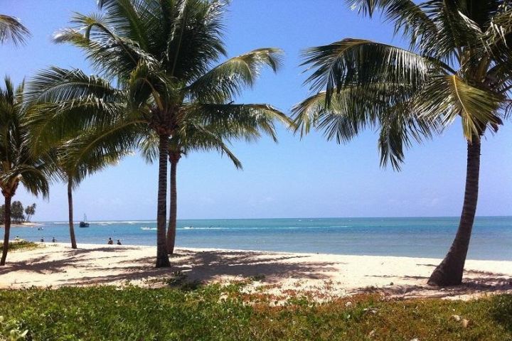 Praia do Forte & Guarajuba Beach Day Trip image