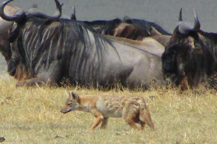 Cape Town 2 Days Tour, Aquila Safari Game Reserv Overnight&robben Island Getaway image