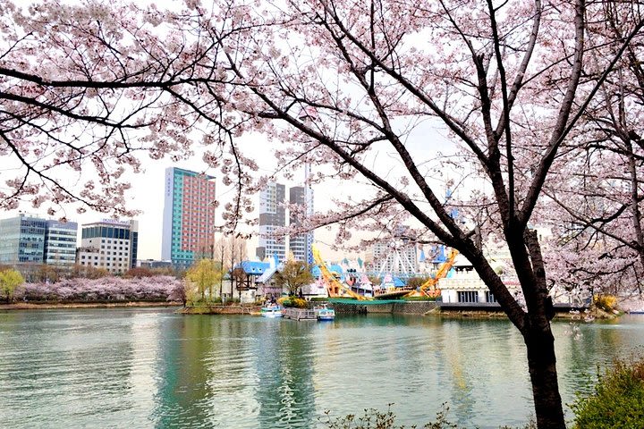 Private Cherry Blossom Tour (only APR) from Seoul with Yeouido and Seokchon lake image