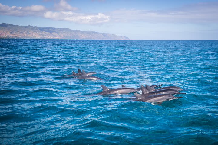 1.5 -Hour Guided Marine Life Boat Tour in Oahu image