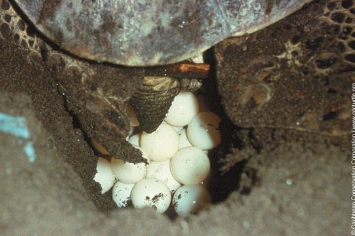 Turtle Nesting Sightseeing Tour in Tortuguero image