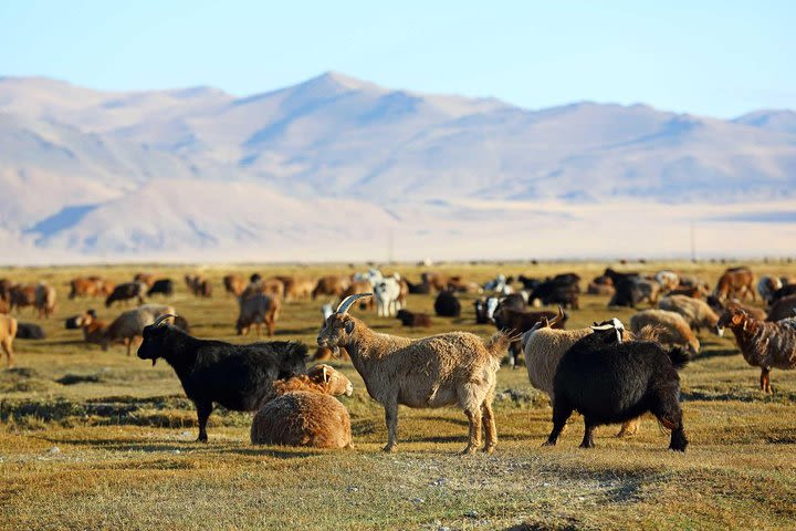 4 Days Tour: Central Mongolia  image