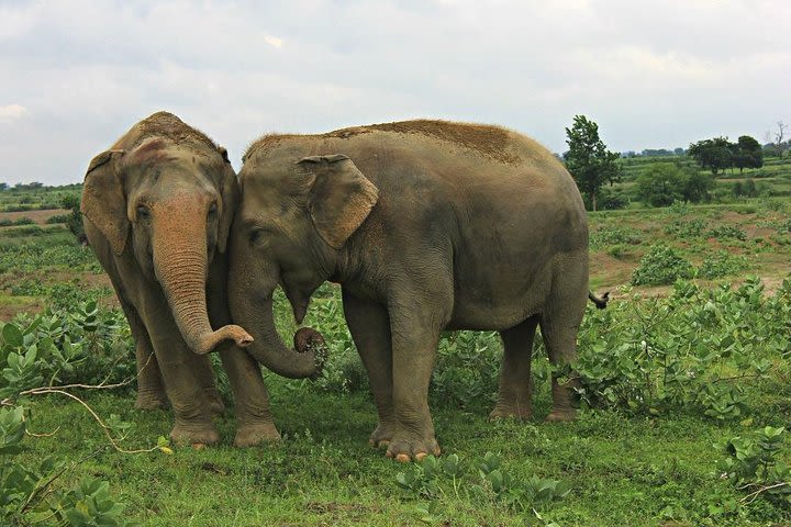 Visit To Wildlife SOS (Elephant Conservation Centre Trip) with transfers image