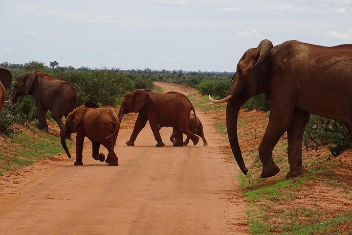 Overnight Safari to Tsavo East, Meet the Red Elephant of Tsavo East image