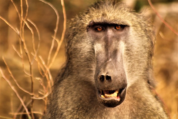 Kruger National Park Bush Walk image