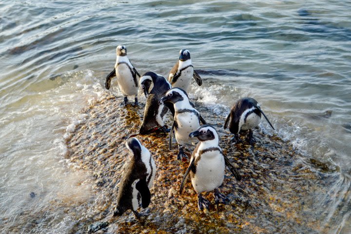 Private Cape of Good Hope Sightseeing and African Penguin Tour image