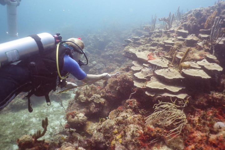 Invasive Lionfish Containment Specialty image