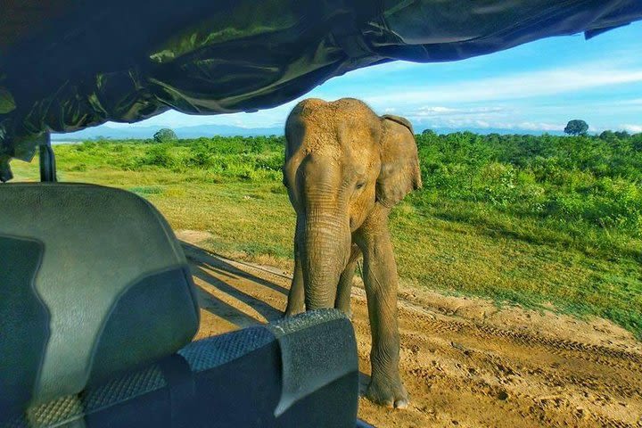 Private 4 Hours Safari Tour in Udawalawe National Park image