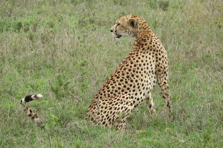 3 Days Tanzania Safari Tarangire, Manyara, & Ngorongoro Crater. image