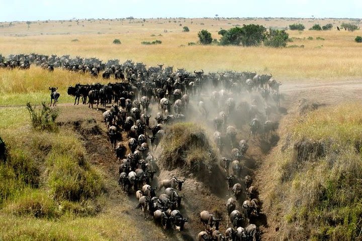 3 Days Masai Mara Camping image