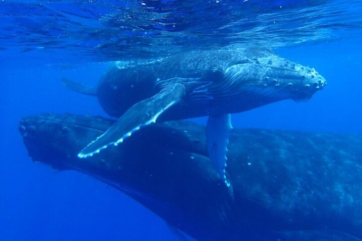 Reef Discovery Group Whale Watching Cruise in Bora-Bora image