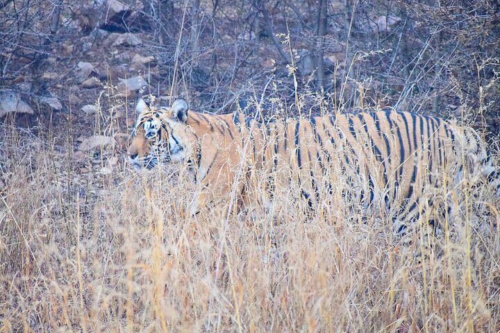 12-Days - Splendors of Golden Triangle & Rajasthan image