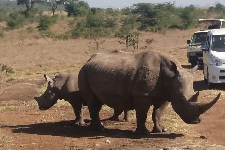 Half Day Nairobi National Park Tour PARK FEES INCLUSIVE From Nairobi image