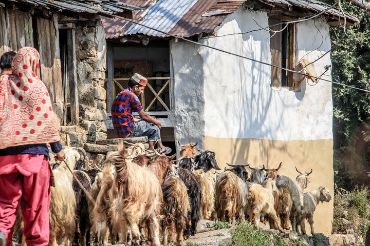 7 Days Dharamsala - Dalai Lama home Trek image